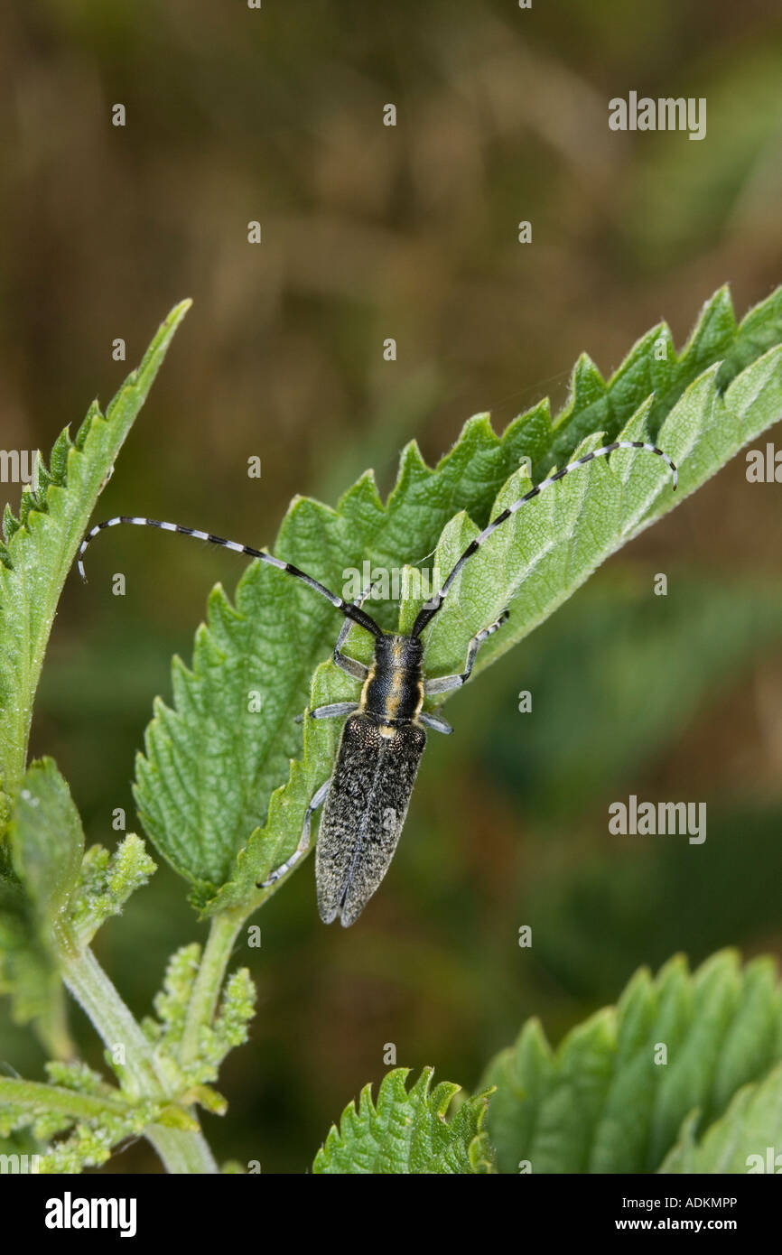 Longhorn Beetle (Agapanthia Cynarae) auf Blatt Brennnessel (Urtica Dioica) Stockfoto