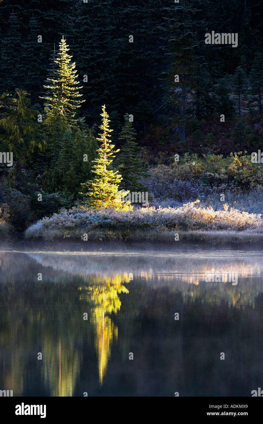 Spiegelung See mit Nebel und Bäumen Mt Rainier Nationalpark Washington Stockfoto