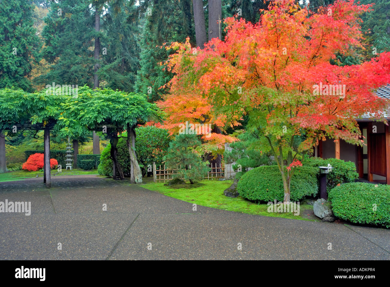 Weg und im Herbst Farbe in japanischen Gärten Portland Oregon Stockfoto