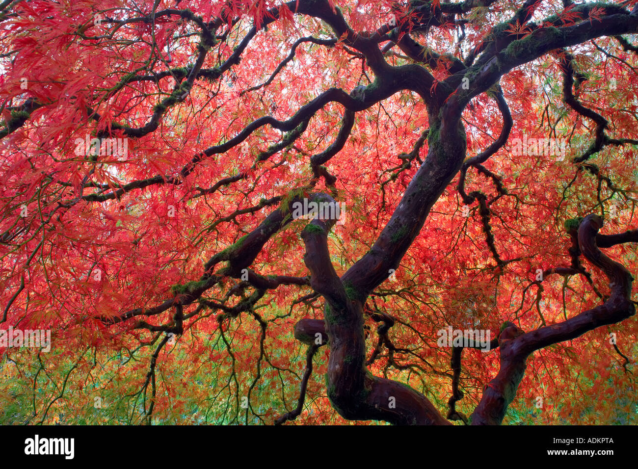 Japanischer Ahornbaum im Herbst Farbe Japanese Gardens Portland Oregon Stockfoto