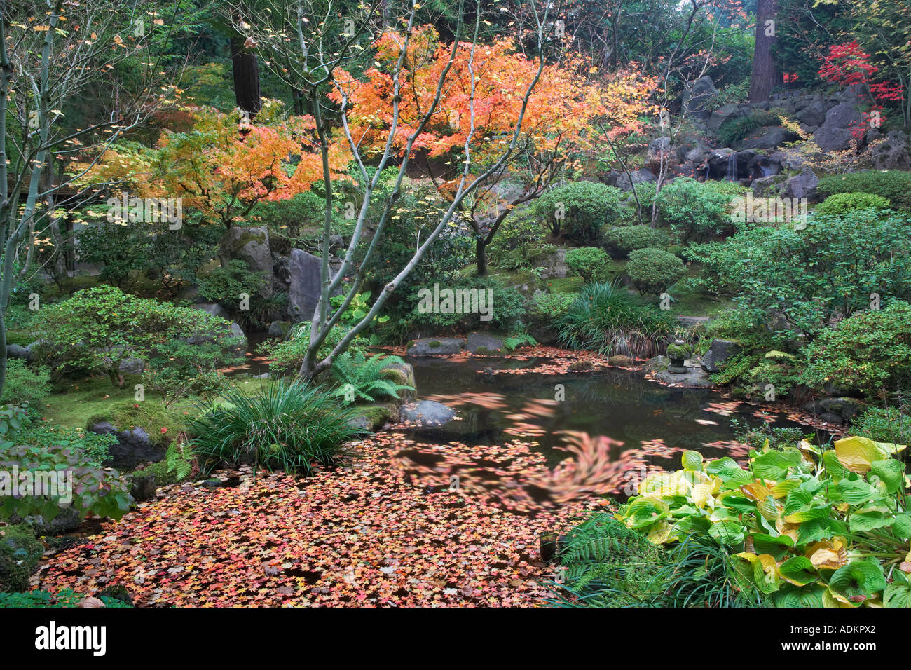 Japanischer Ahornblätter im kleinen Teich japanische Gärten Portland Oregon Stockfoto