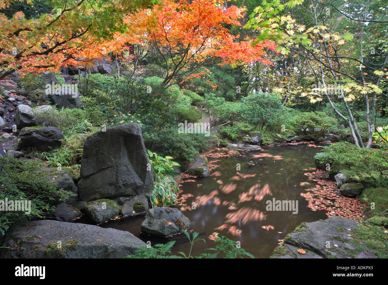 Japanischer Ahornblätter im kleinen Teich japanische Gärten Portland Oregon Stockfoto