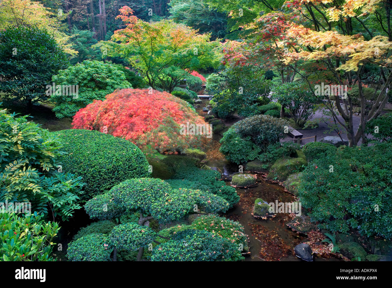 Kleiner Bach und Herbst Farbe japanische Gärten Portland Oregon Stockfoto