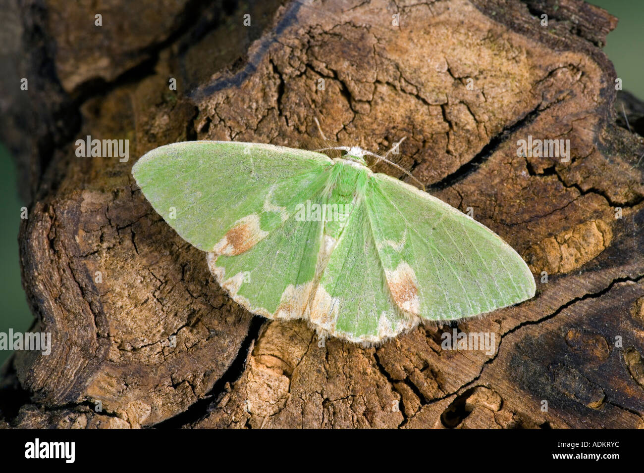 Gestromt Emerald Comibaena Bajularia auf Log mit Flügel geöffnet, Markierungen und Detail Potton Bedfordshire Stockfoto