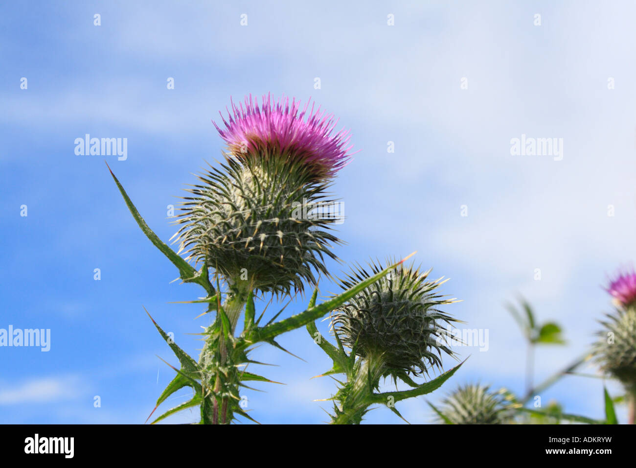Kratzdistel gegen einen blauen Sommerhimmel im Juli in Schottland Cirsium vulgare Stockfoto