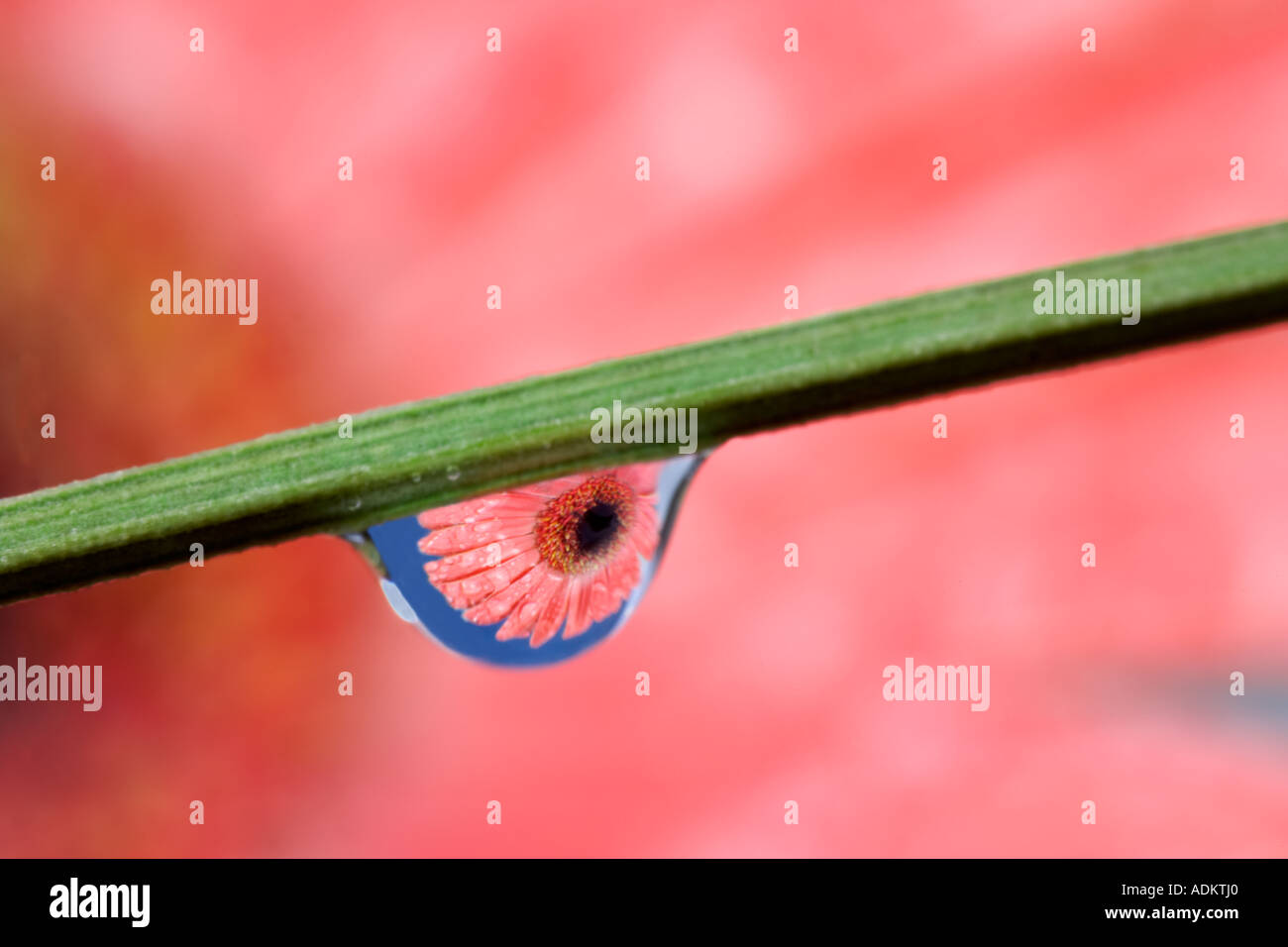Gerbera Blume spiegelt sich in Tautropfen Stockfoto