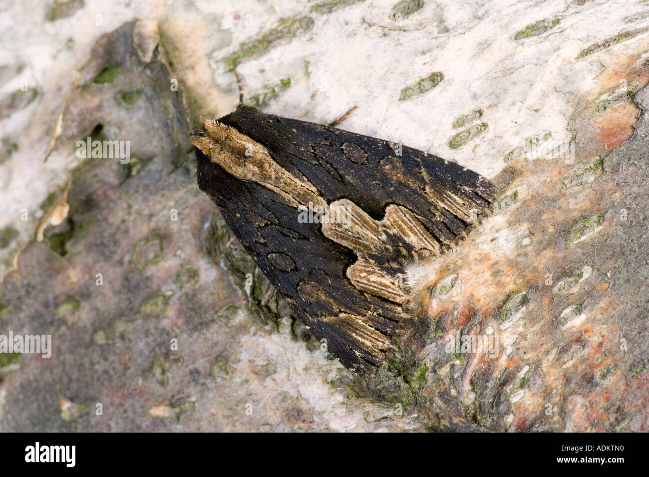 Vogel s Wing Dypterygia Scabriuscula auf Log zeigt Markierungen und Detail Potton bedfordshire Stockfoto