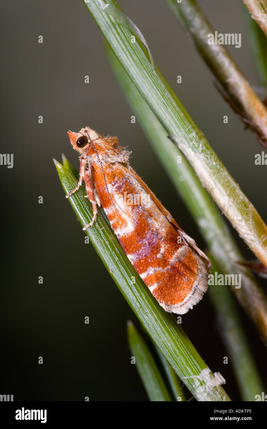 Kiefer schießen Moth Rhyacionia Buoliana ruht auf Kiefer zeigt Zeug und Detail Potton bedfordshire Stockfoto