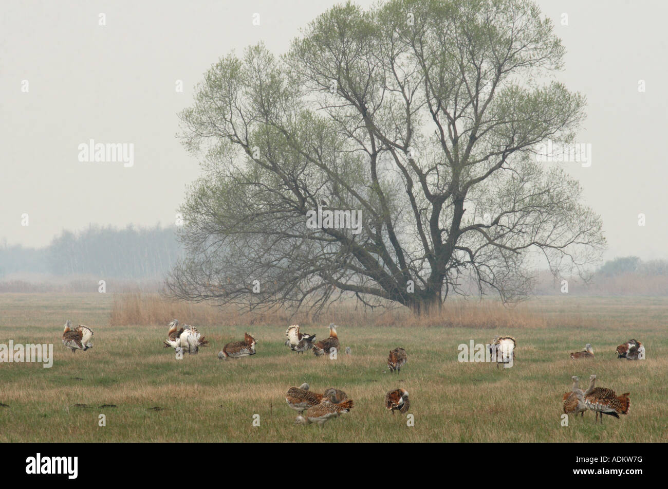 Herde von Großtrappen mit Anzeigen Männchen in der Nähe Neusiedler See in Österreich-ungarischen Grenze Stockfoto