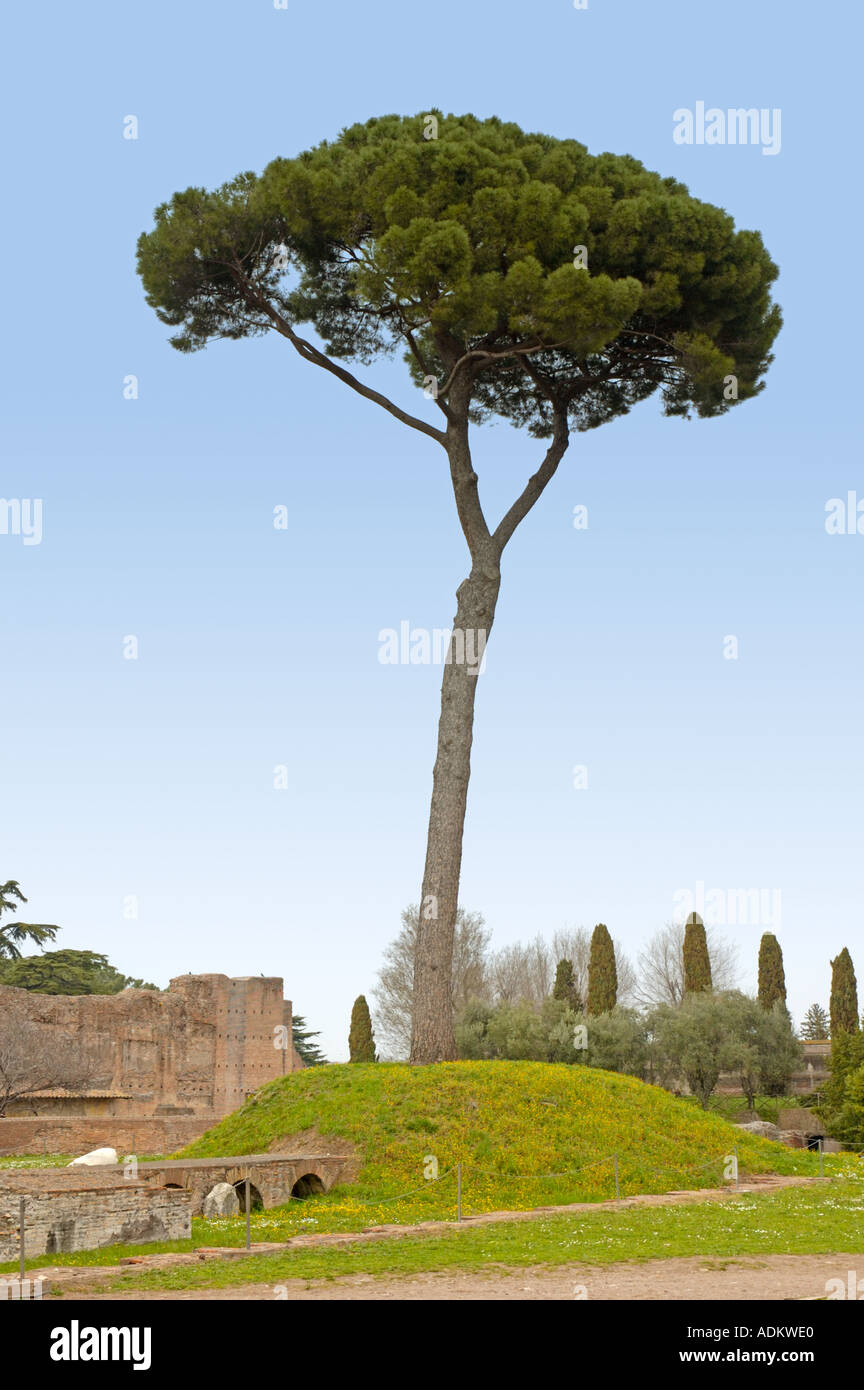 Baum auf Palatin Rom Roma Italien Europa Mittelmeer Stockfotografie - Alamy