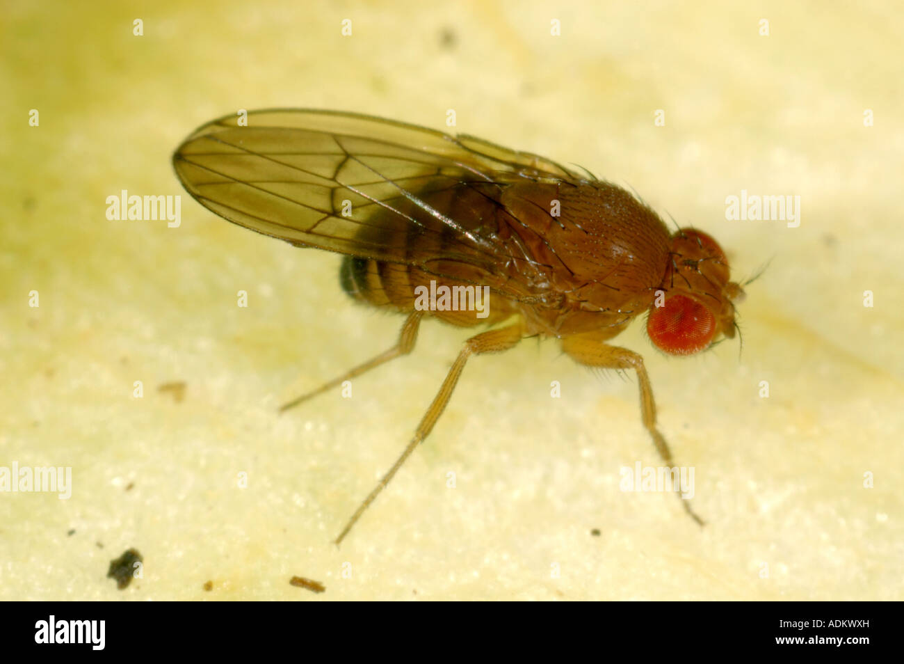 Nach Taufliege Drosophila sp eine Gattung für Experimente verwendet wegen des schnellen Zucht Zyklus Stockfoto
