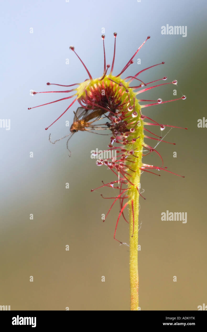 Die klebrige Blätter und Ranken des Insectiverous lange Endivie Sonnentau Stockfoto