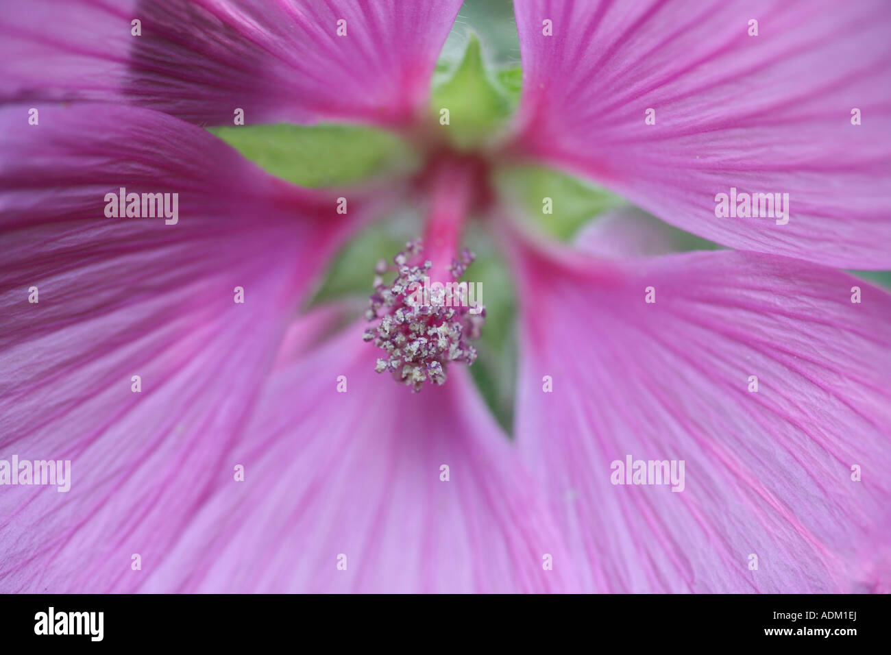 Nahaufnahme von einem Lavatera – Baum Malve oder Eibisch Blume Stockfoto