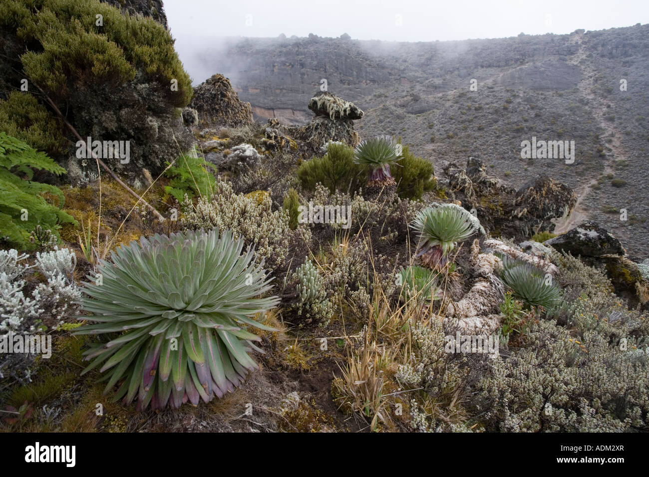 Afrika Tansania Kilimanjaro National Park Giant Lobelia Pflanze Stockfoto