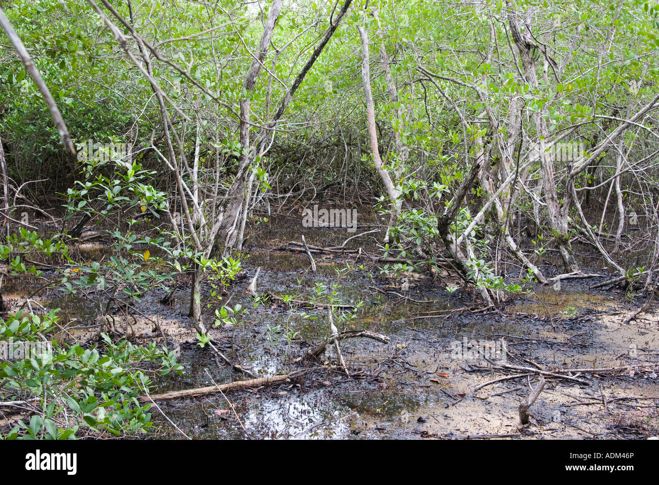 Mangrove Luftwurzeln Stockfoto