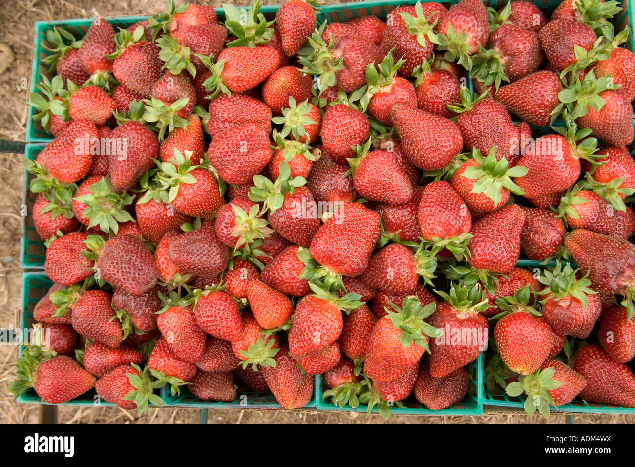Erdbeeren, Ernte Feld. Stockfoto