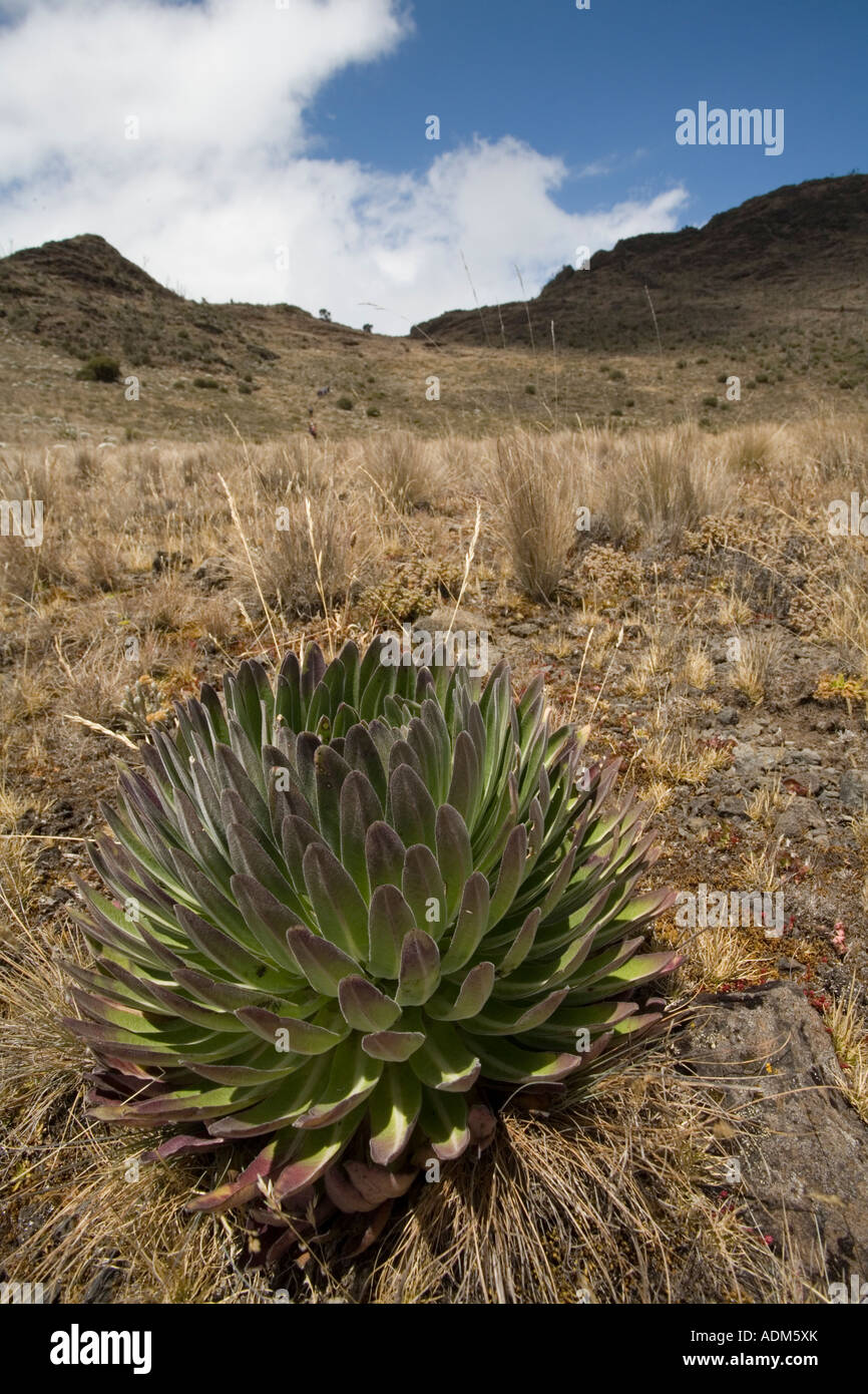 Afrika Tansania Kilimanjaro National Park Lobelia Pflanze Lobelia Deckenii wachsen auf Shira Plateau Stockfoto