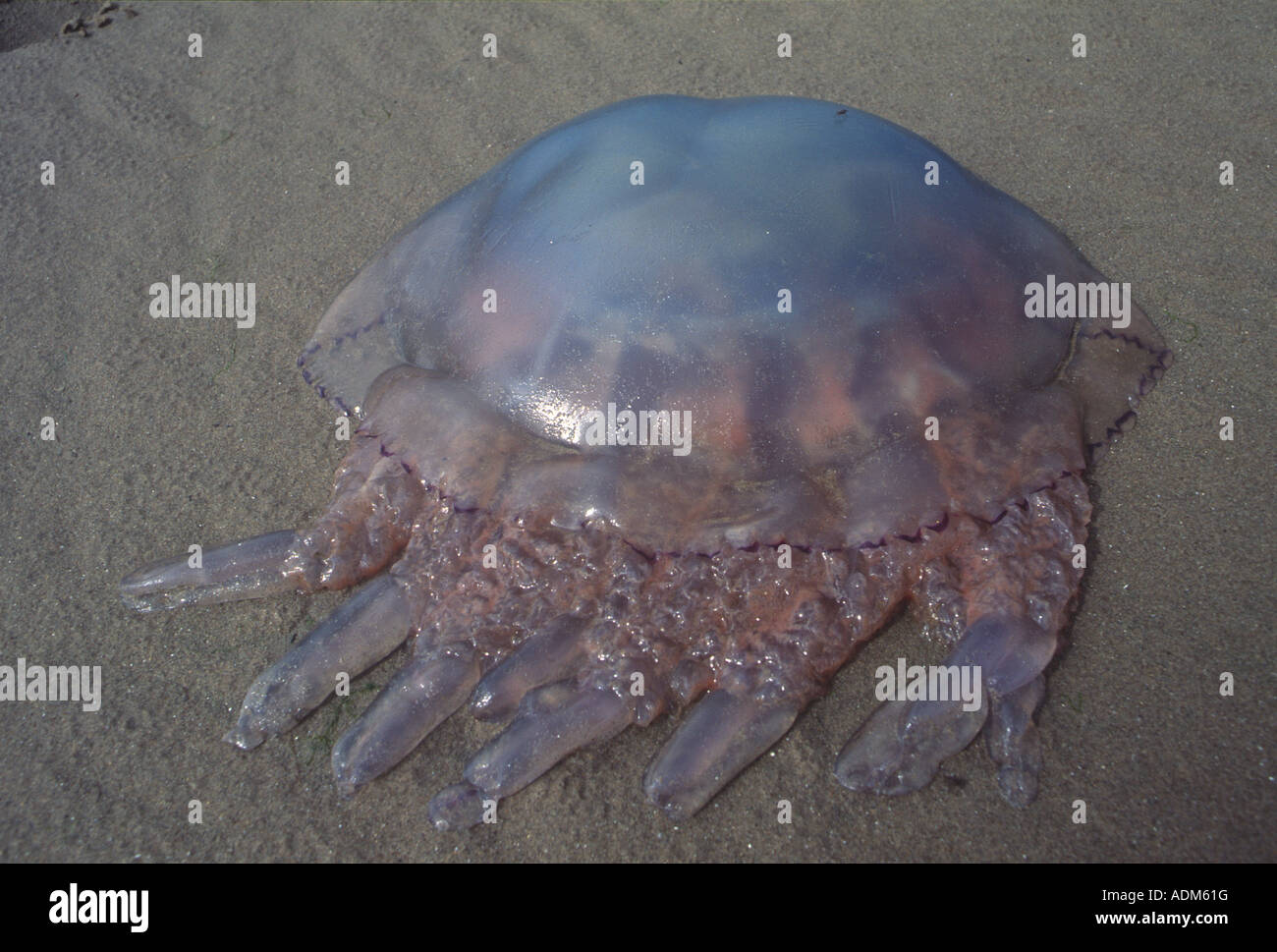 Quallen auf BeachWales UK Stockfoto