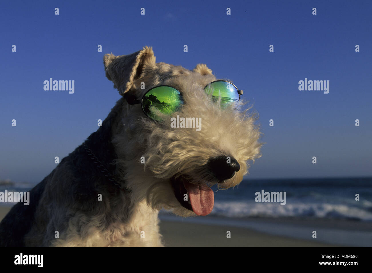Hund mit Sonnenbrille am Strand Stockfoto