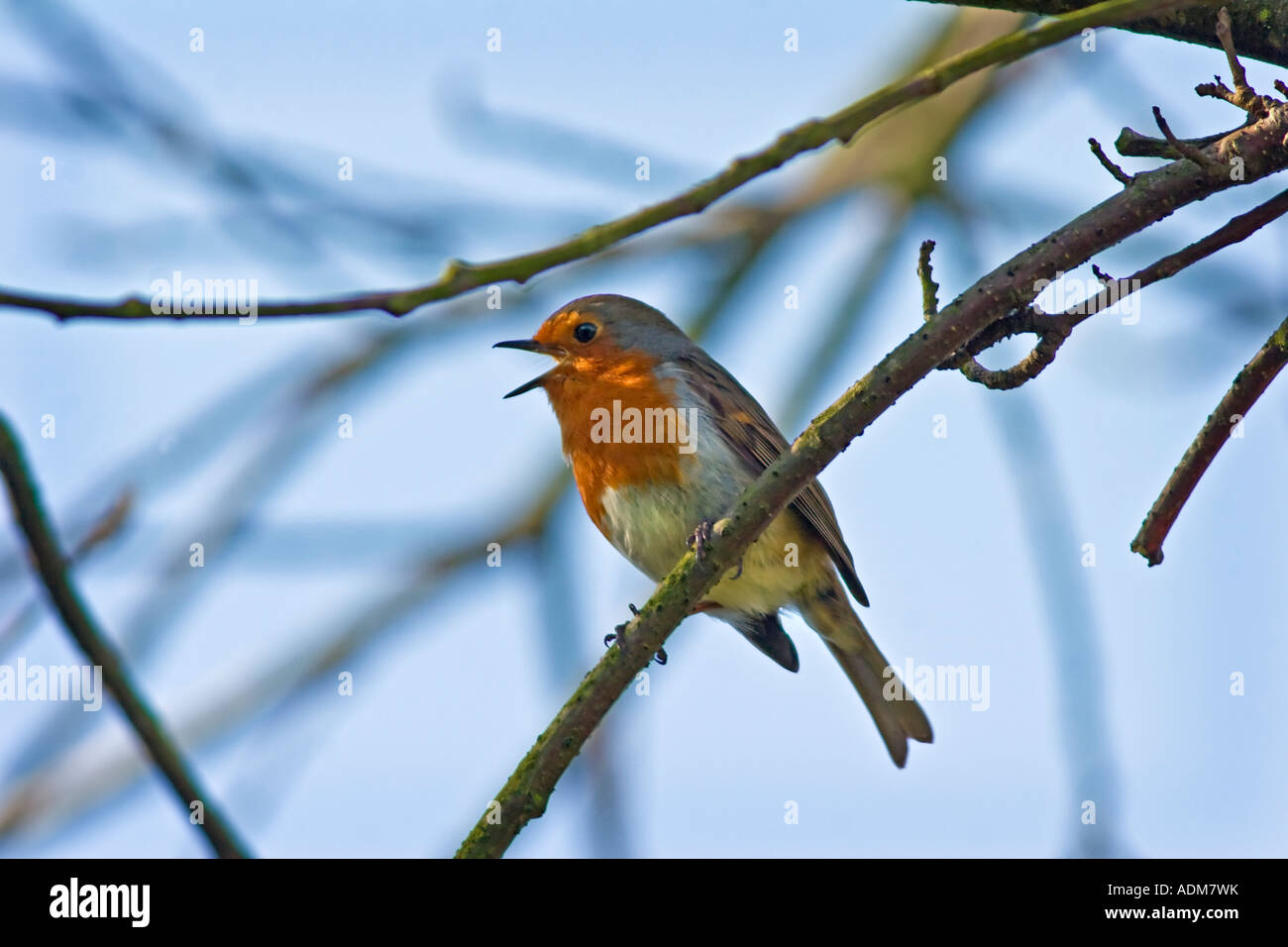 Robin singen in einem Baum UK Stockfoto