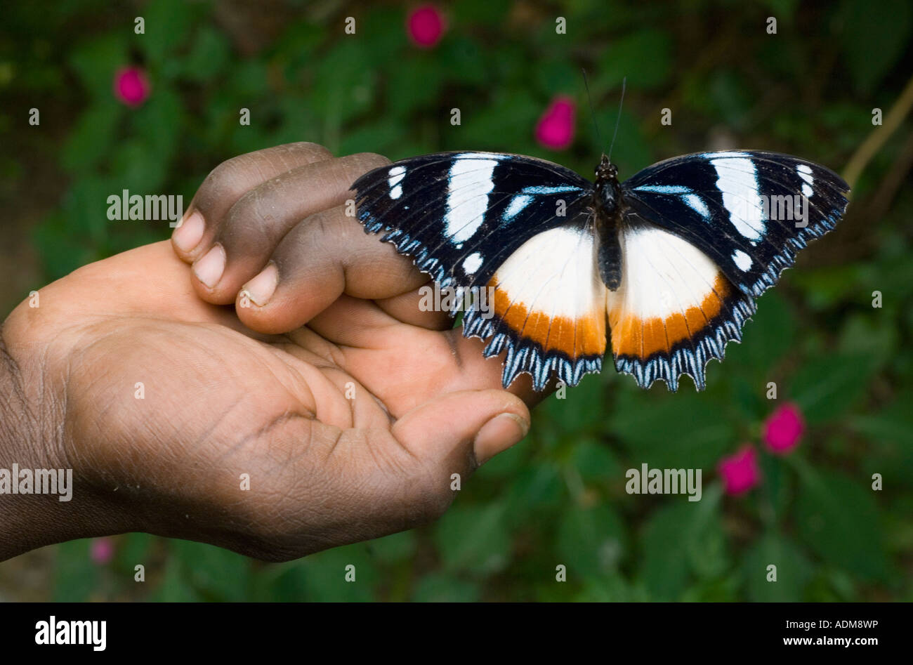 Schmetterling in der hand, Perinet Reservat, östlichen Madagaskars Stockfoto