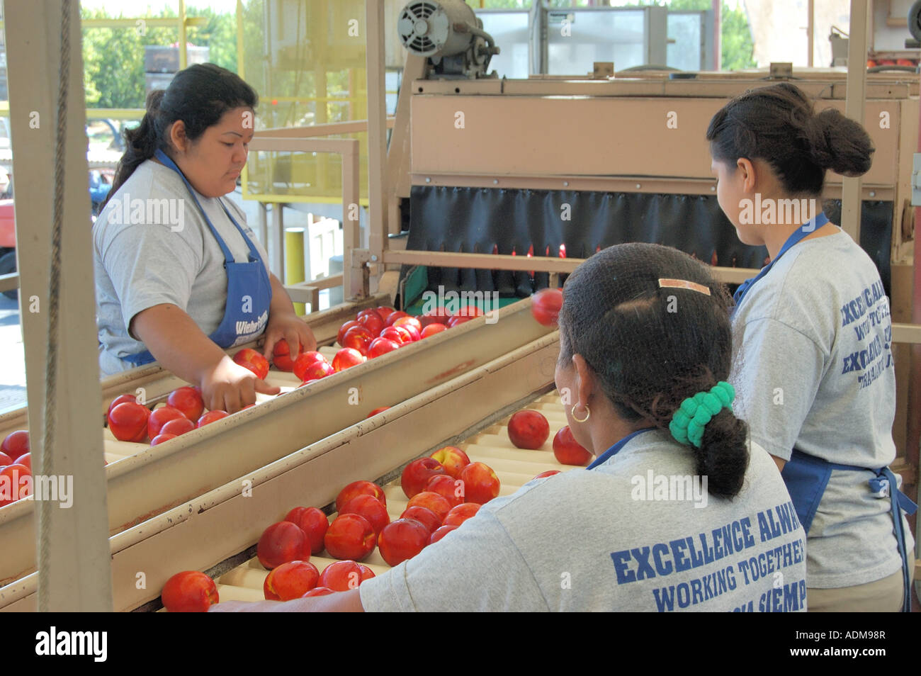 Inspektion von Pfirsichen und Keulung lehnt in einer Verpackung Schuppen zentrale San Joaquin Valley Kalifornien USA Stockfoto