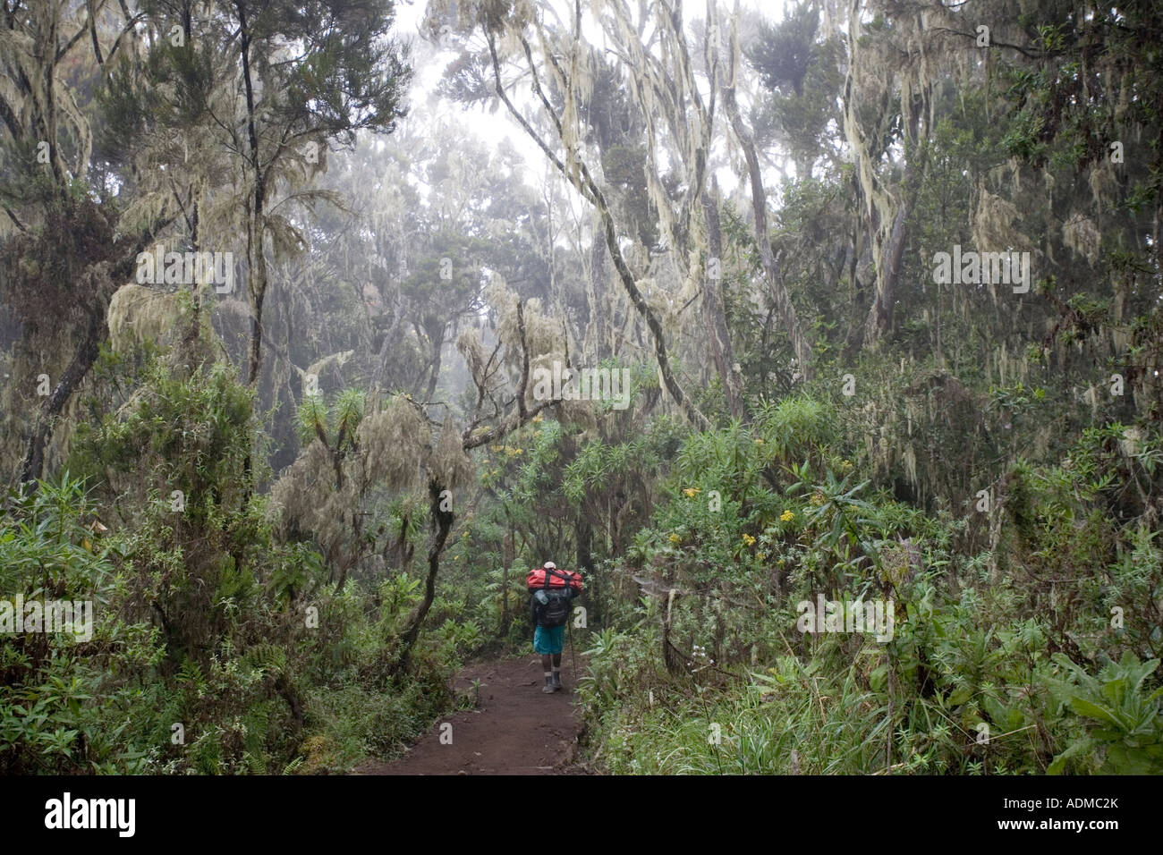 Afrika Tansania Kilimanjaro National Park Herr Wanderer steigt Trail durch den Regenwald unter Mweka Camp Stockfoto