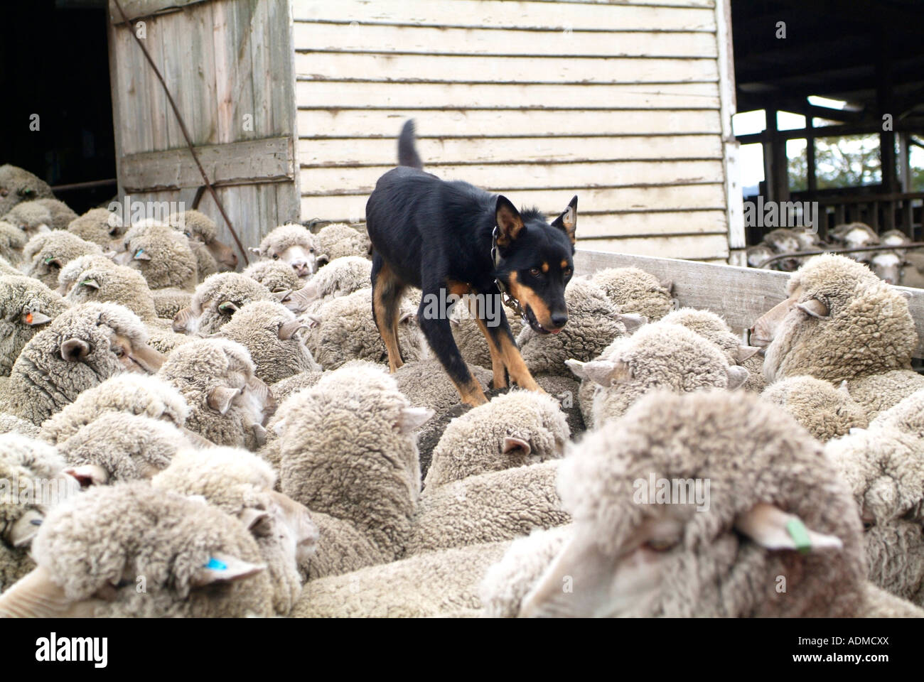 Ein Kelpie Schäferhund auf dem Rücken der Schafe in einem Stift Australien Foto von Bruce Miller Stockfoto