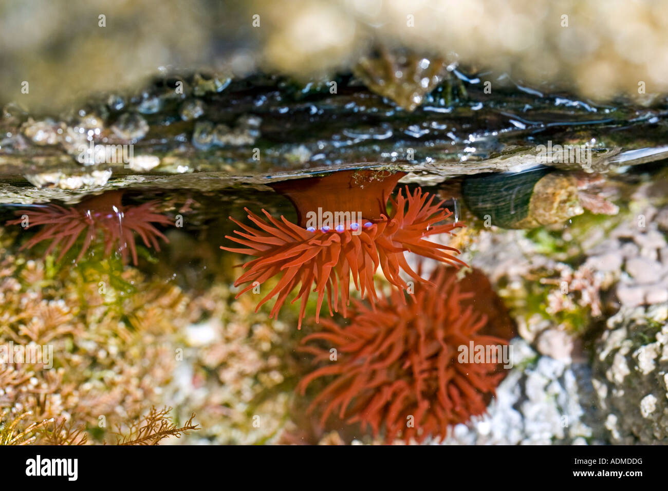 Actinia Equina, Mikrokügelchen Anemone in Cornish rockpool Stockfoto