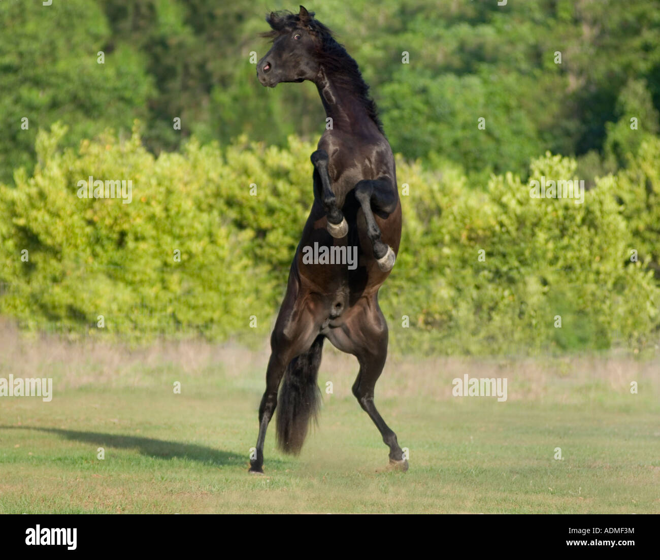 Schwarz, andalusischen Hengst Aufzucht Stockfoto