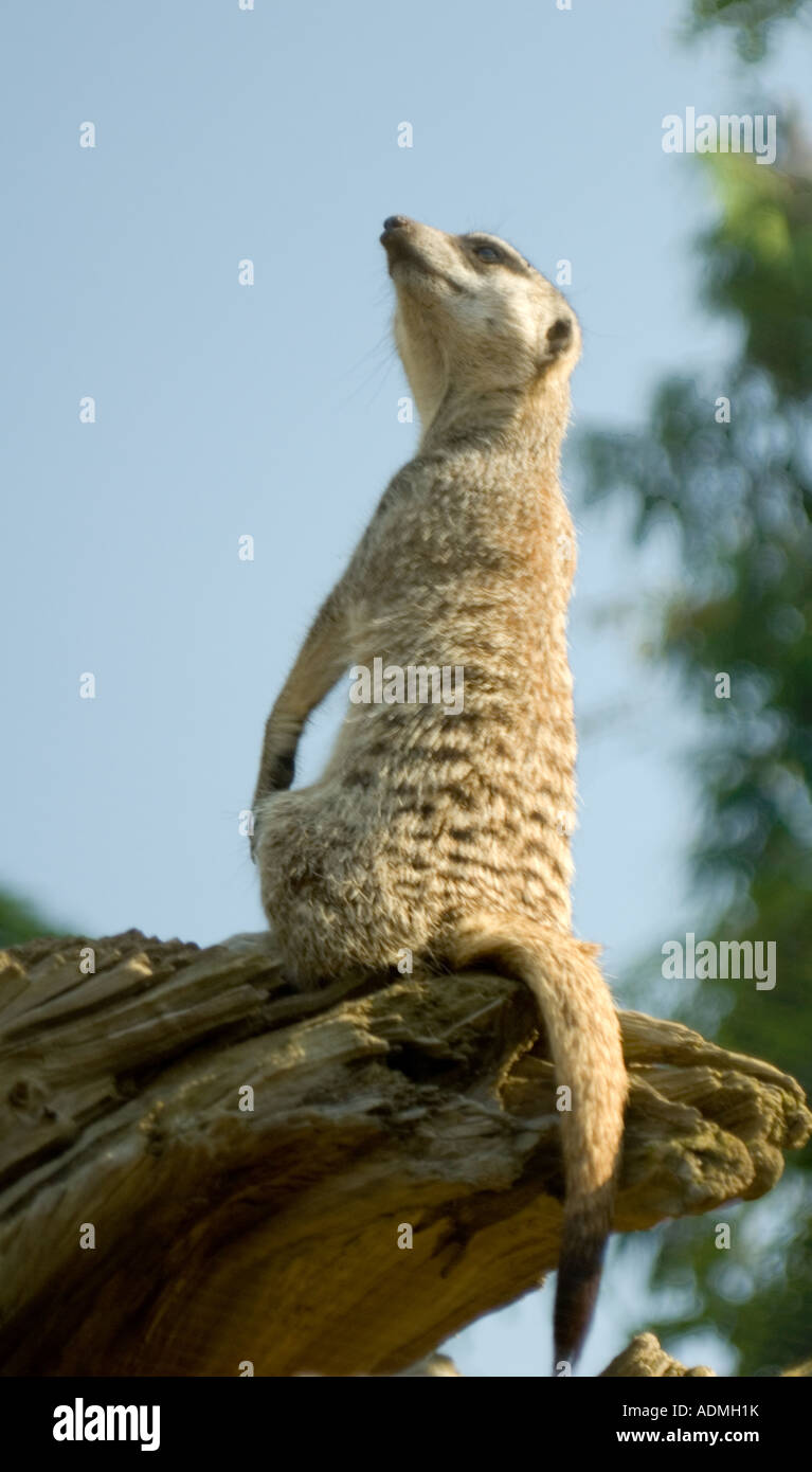 Erdmännchen thront auf hohen Baumstamm in vertikalen blauen Himmel schauen Stockfoto