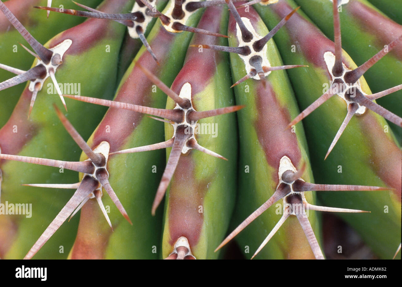 riesige Barrel Cactus, große Barrel Cactus (Echinocactus Platyacanthus), detail Stockfoto