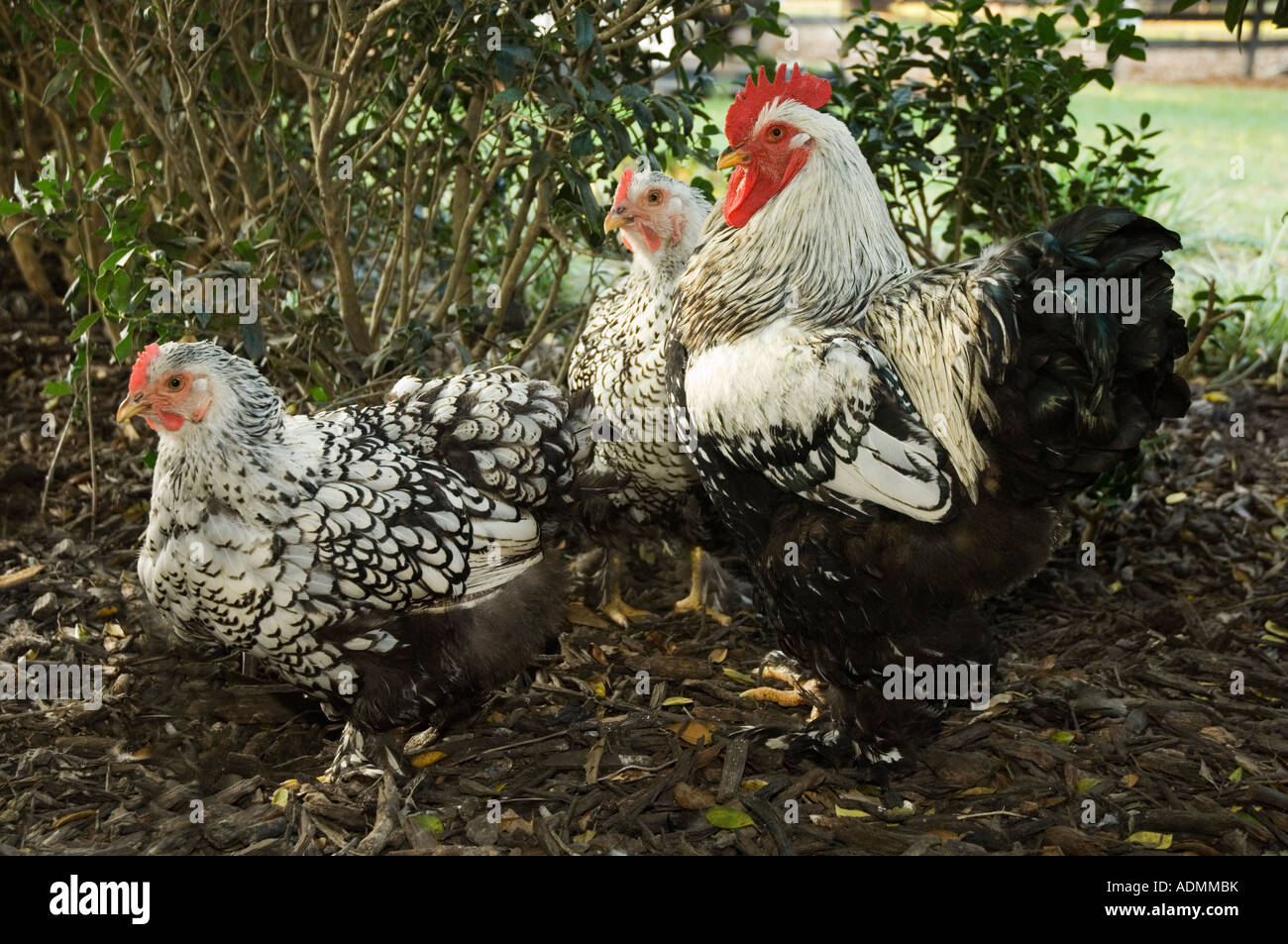 Silber geschnürt Cochen Hahn und Henne Hühner Stockfoto