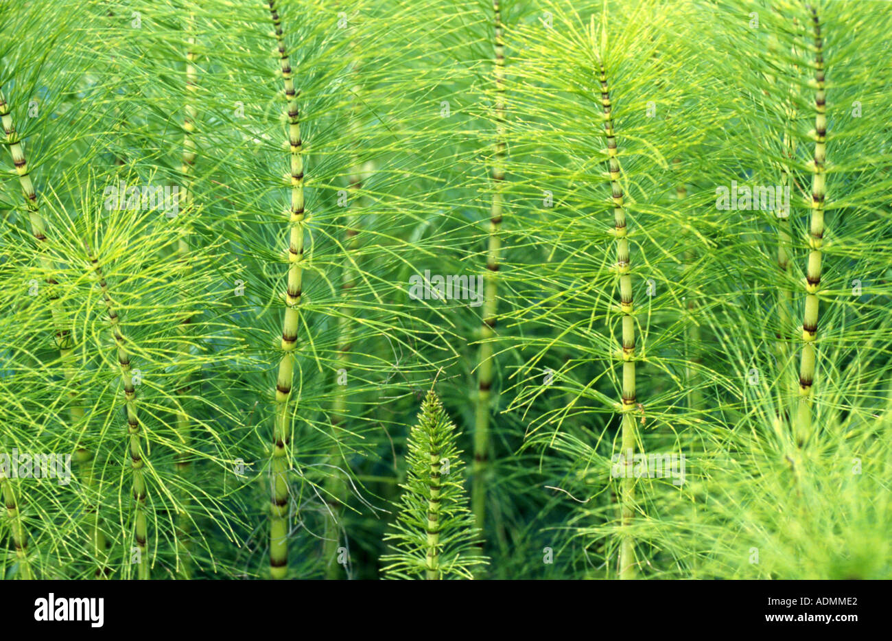 großen Schachtelhalm (Equisetum Telmateja, Equisetum Maximum), sterilen Sprossen Stockfoto