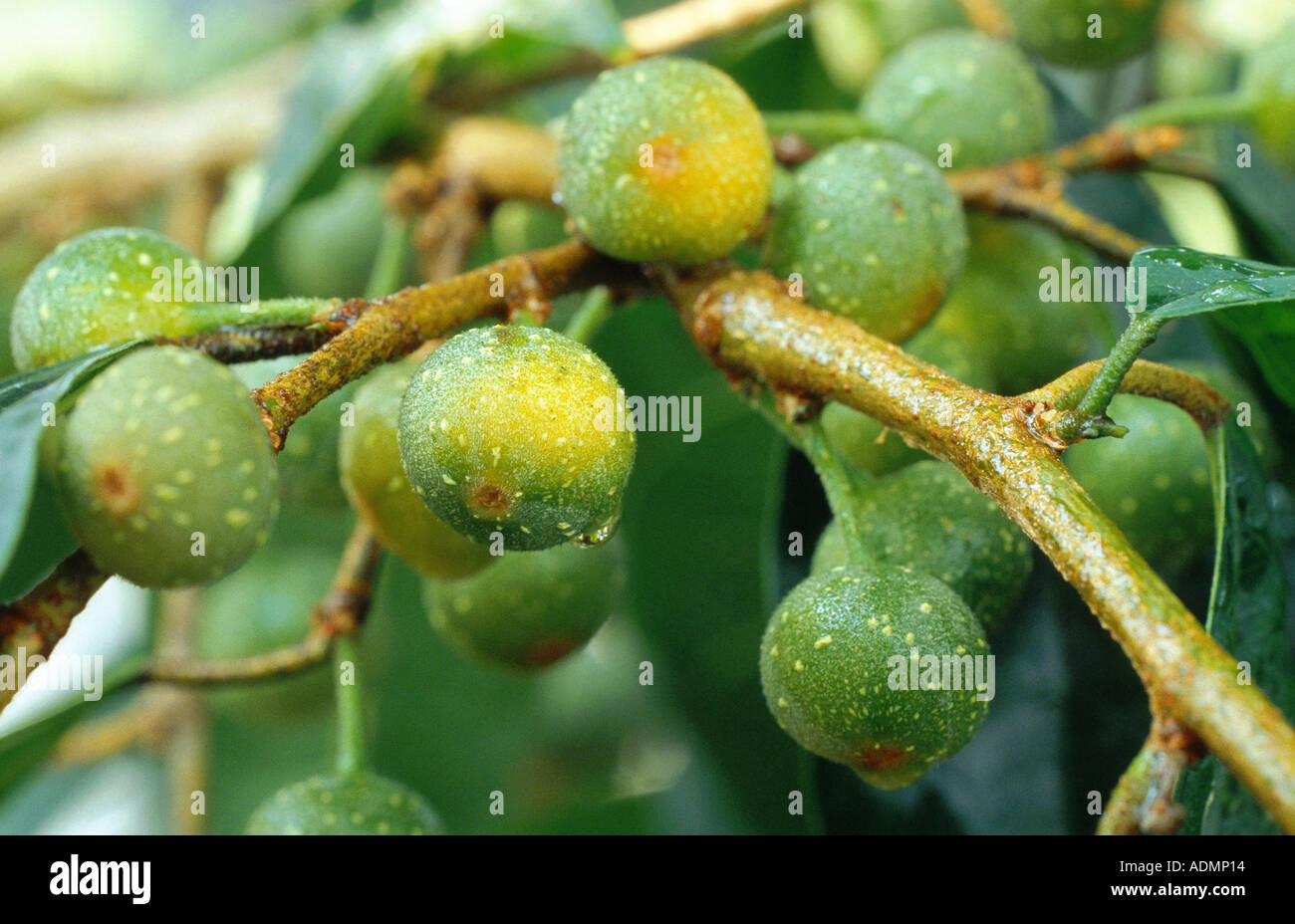 gemeinsamen Feigen (Ficus Carica), essbaren Feigen, Feigen, unreifen infrutescences Stockfoto