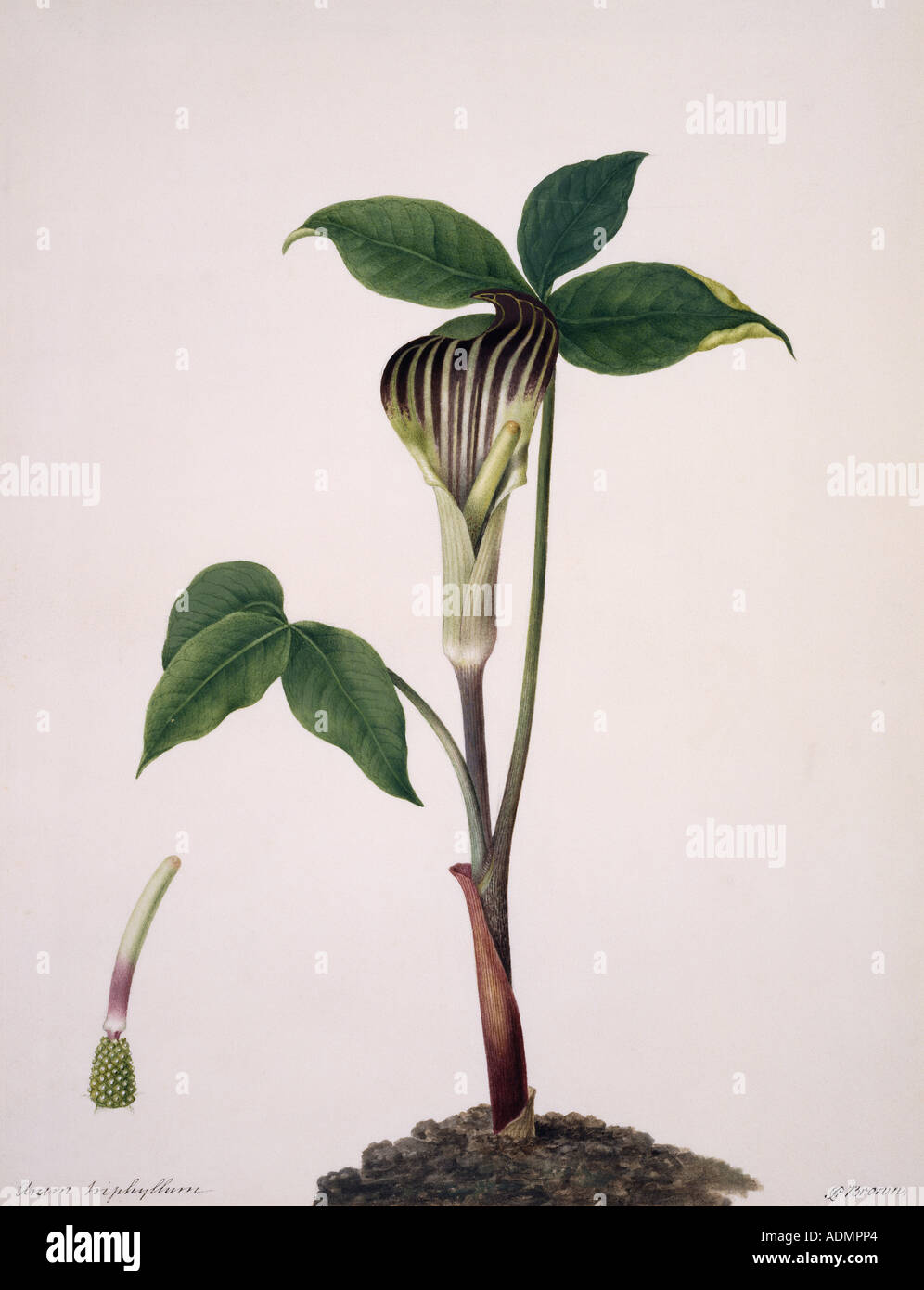 Arisaema Triphylla Jack auf der Kanzel Stockfoto