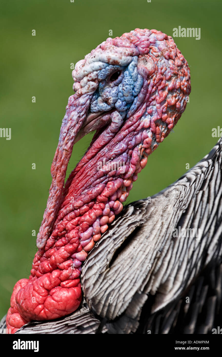 Türkei-Kopfschuss Stockfoto