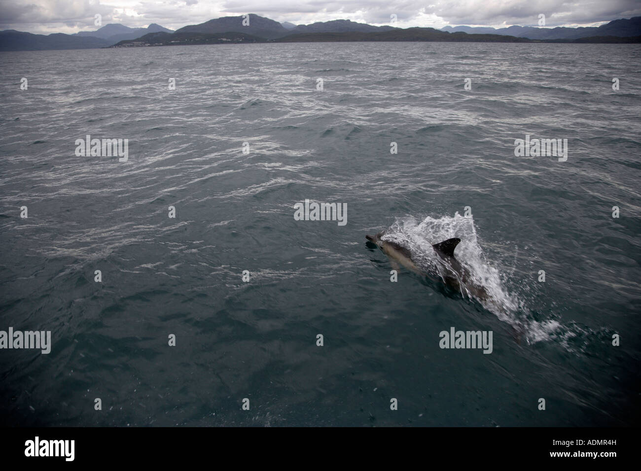 GEMEINE DELFINE SPIELEN VOR EINEM BOOT VOR DER WESTKÜSTE VON SCHOTTLAND. Stockfoto