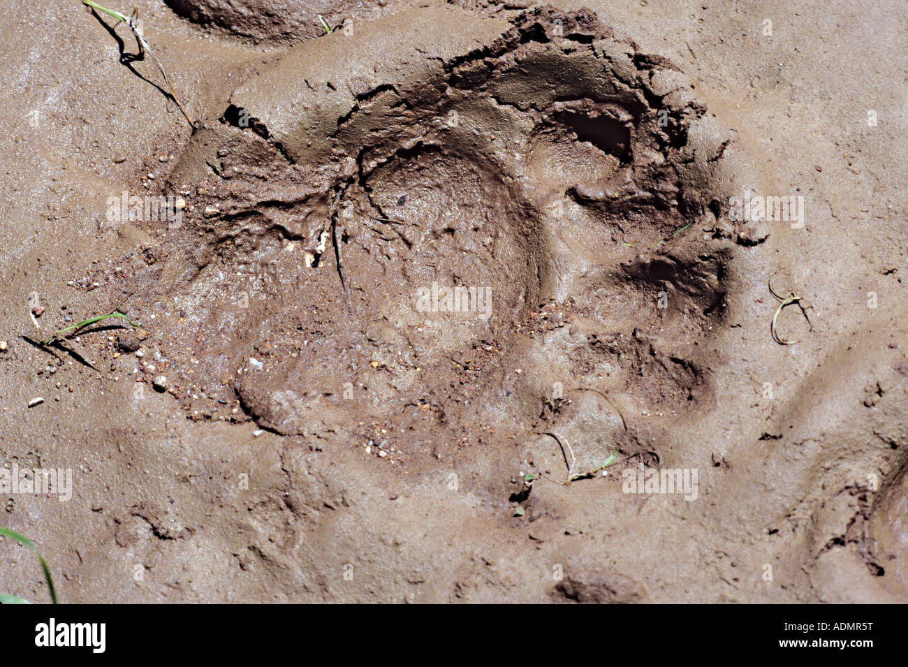 photo Images Of Black Bear Paw Prints alamy