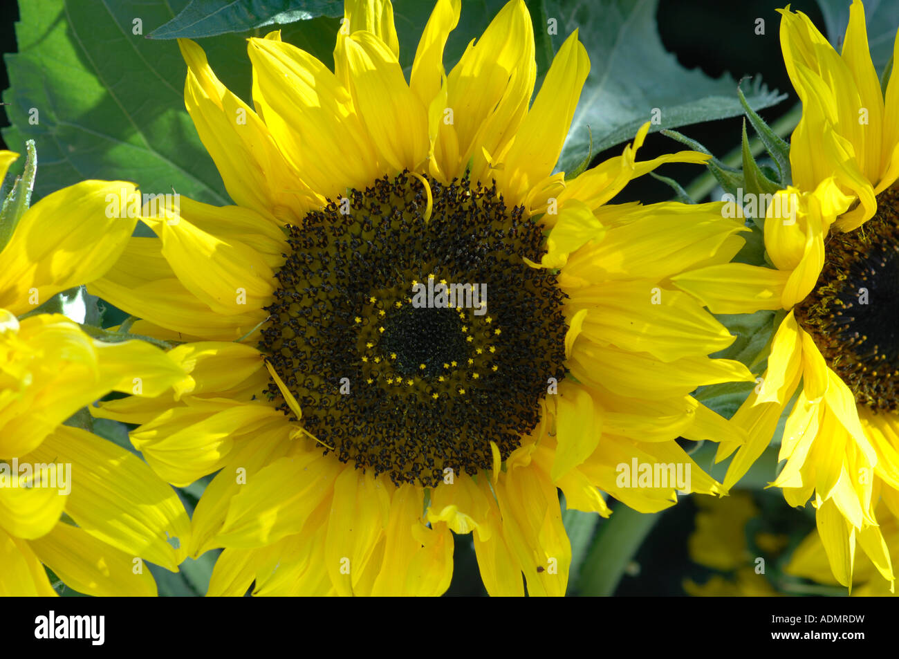 Sonnenblumen in einen Bauerngarten in Hythe, Kent, England Stockfoto