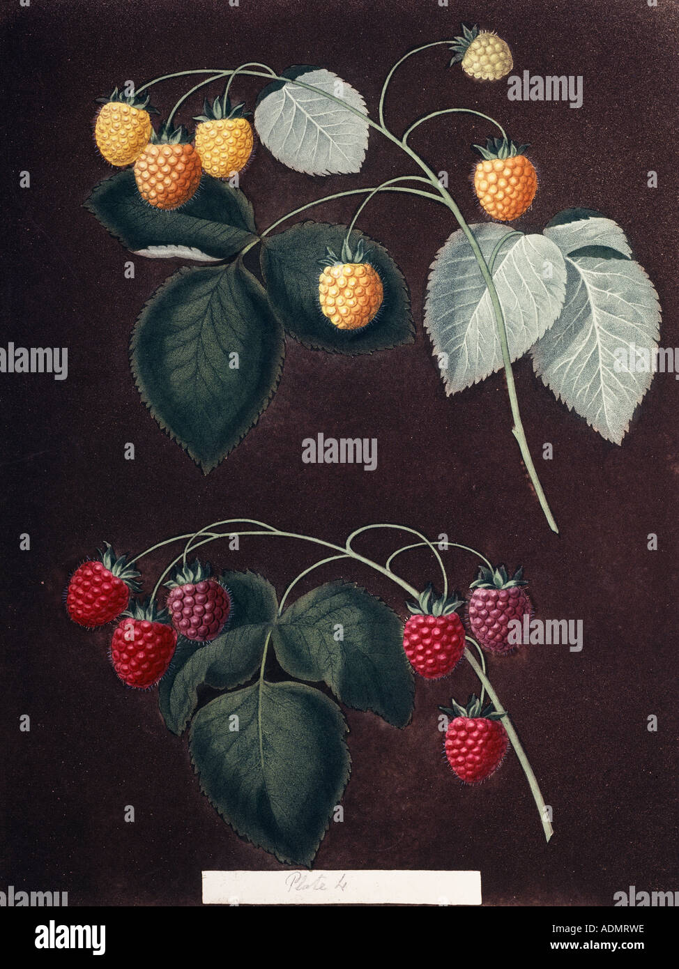 Rubus sp Himbeere Stockfoto