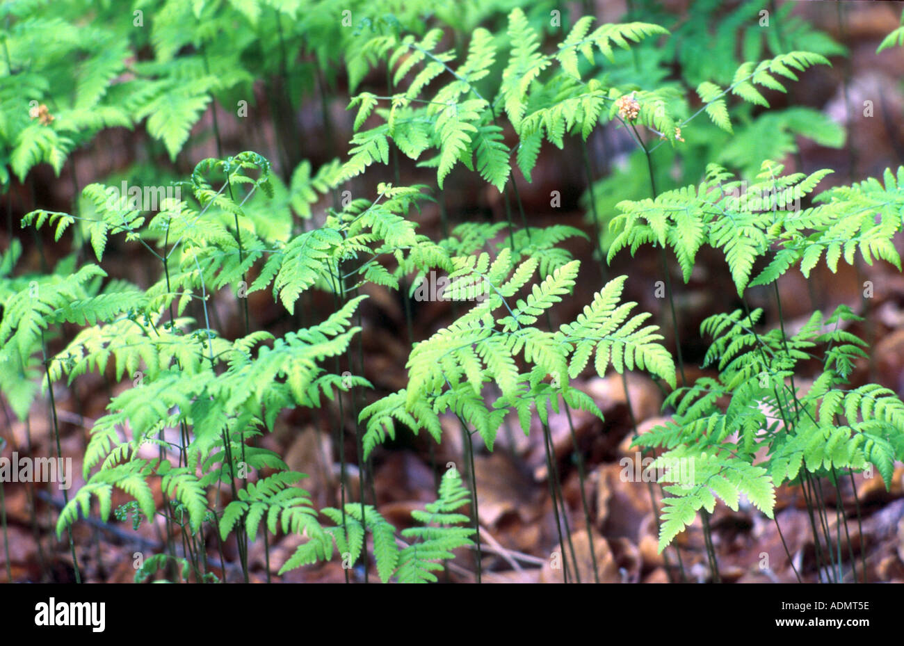 Eiche Farn (Gymnocarpium Dryopteris), jungen Wedel Stockfoto