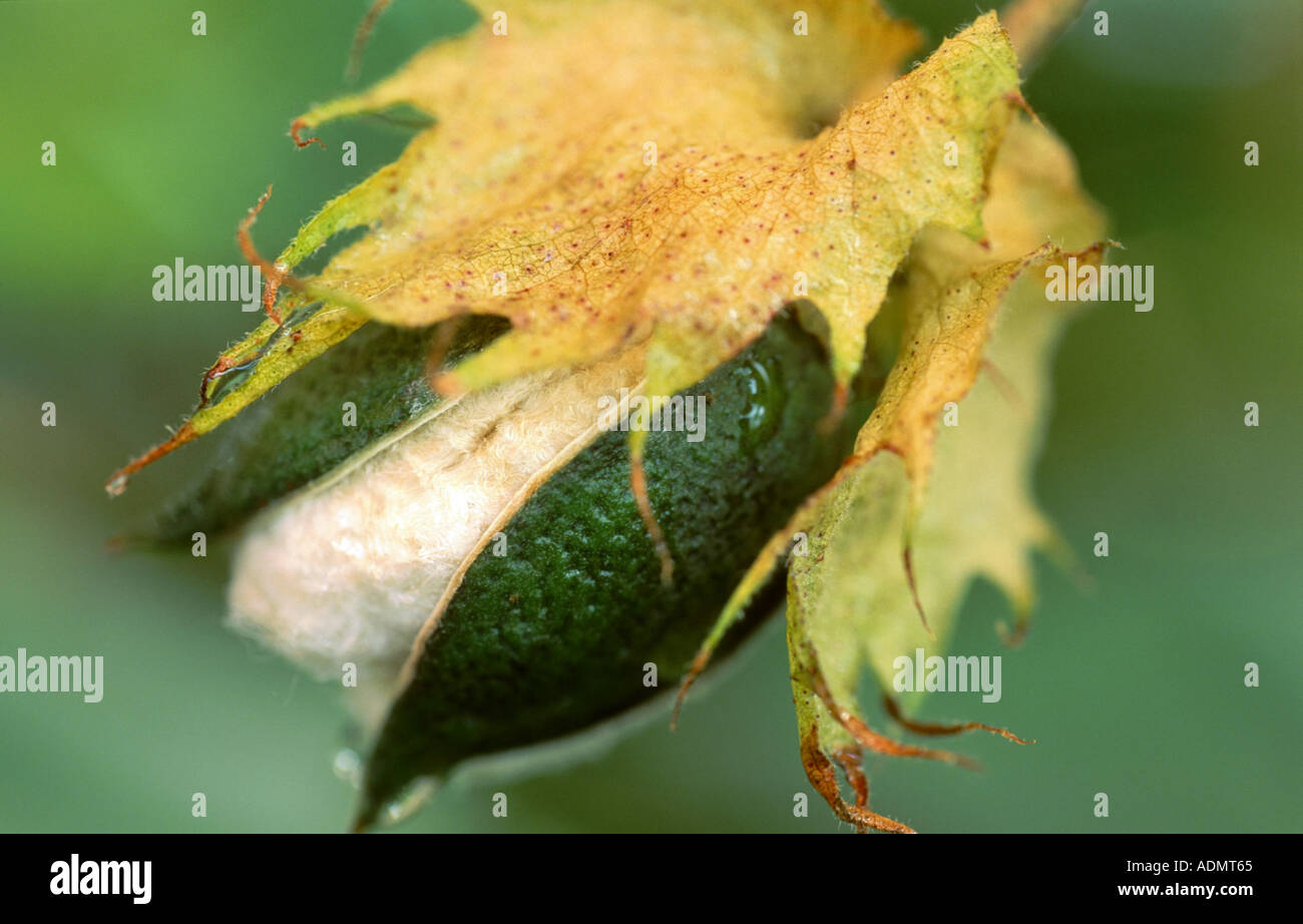 Baumwolle (Gossypium Herbaceum), einzelne Kapsel Stockfoto