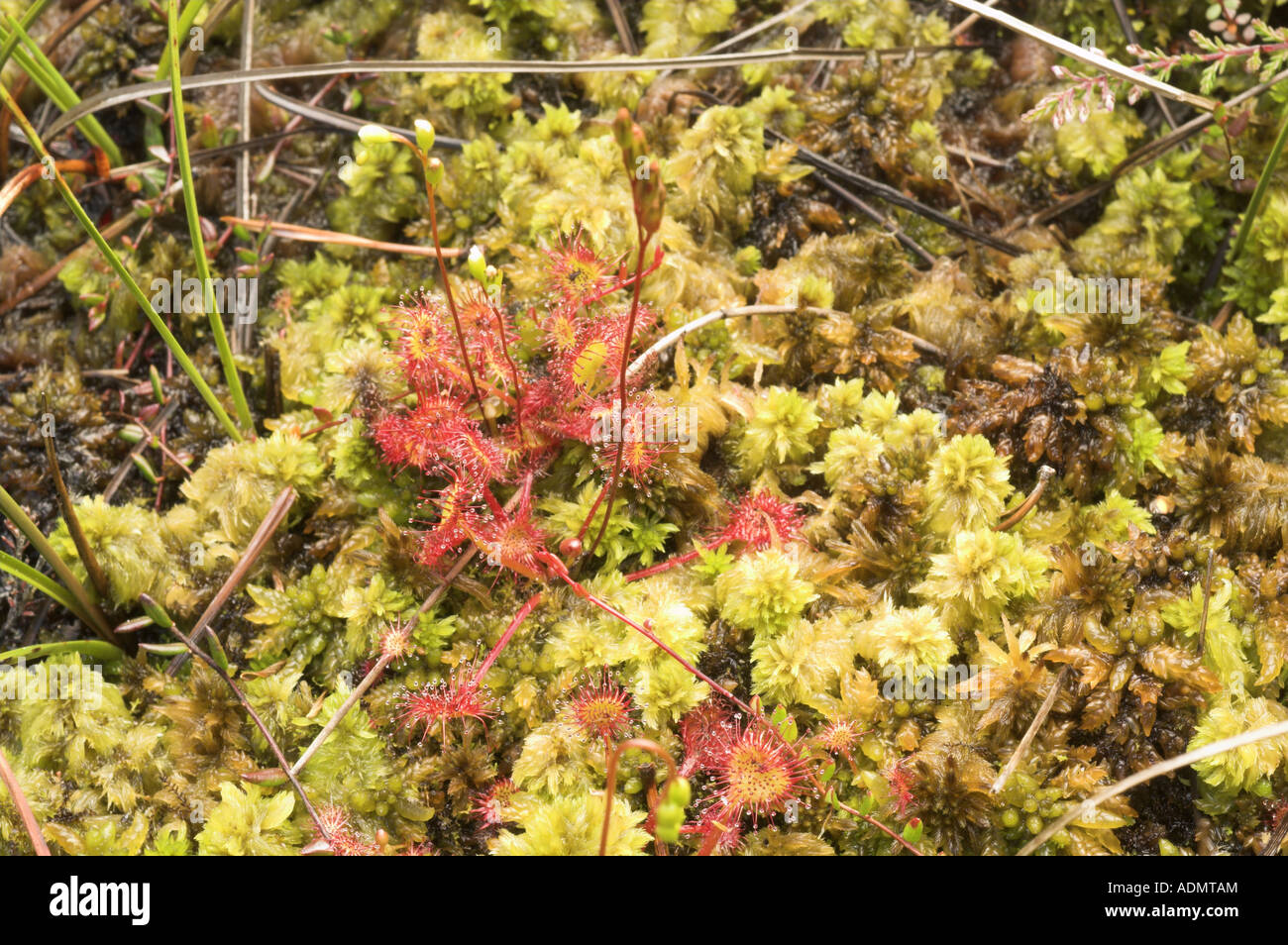Runde Endivie Sonnentau Drosera Rotundifolia wächst in feuchten Moor Norfolk England August Stockfoto