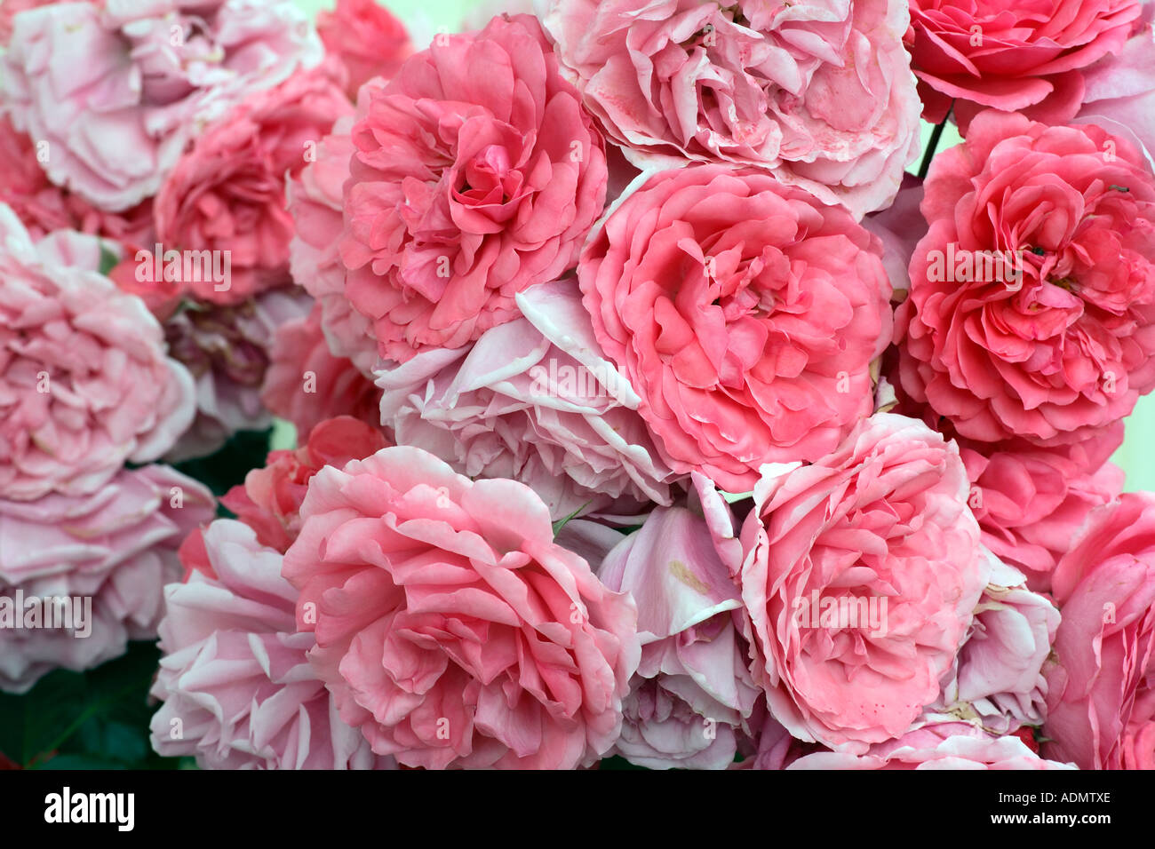 Cluster von rosa und Apricot englischen Rosen. Stockfoto