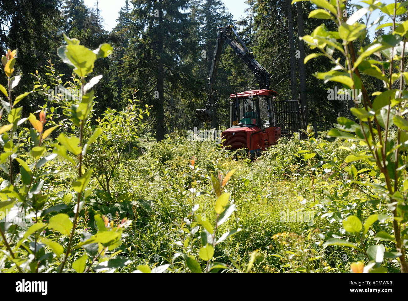 Forstwirtschaft Schlepper laden Bäume im Wald Stockfoto