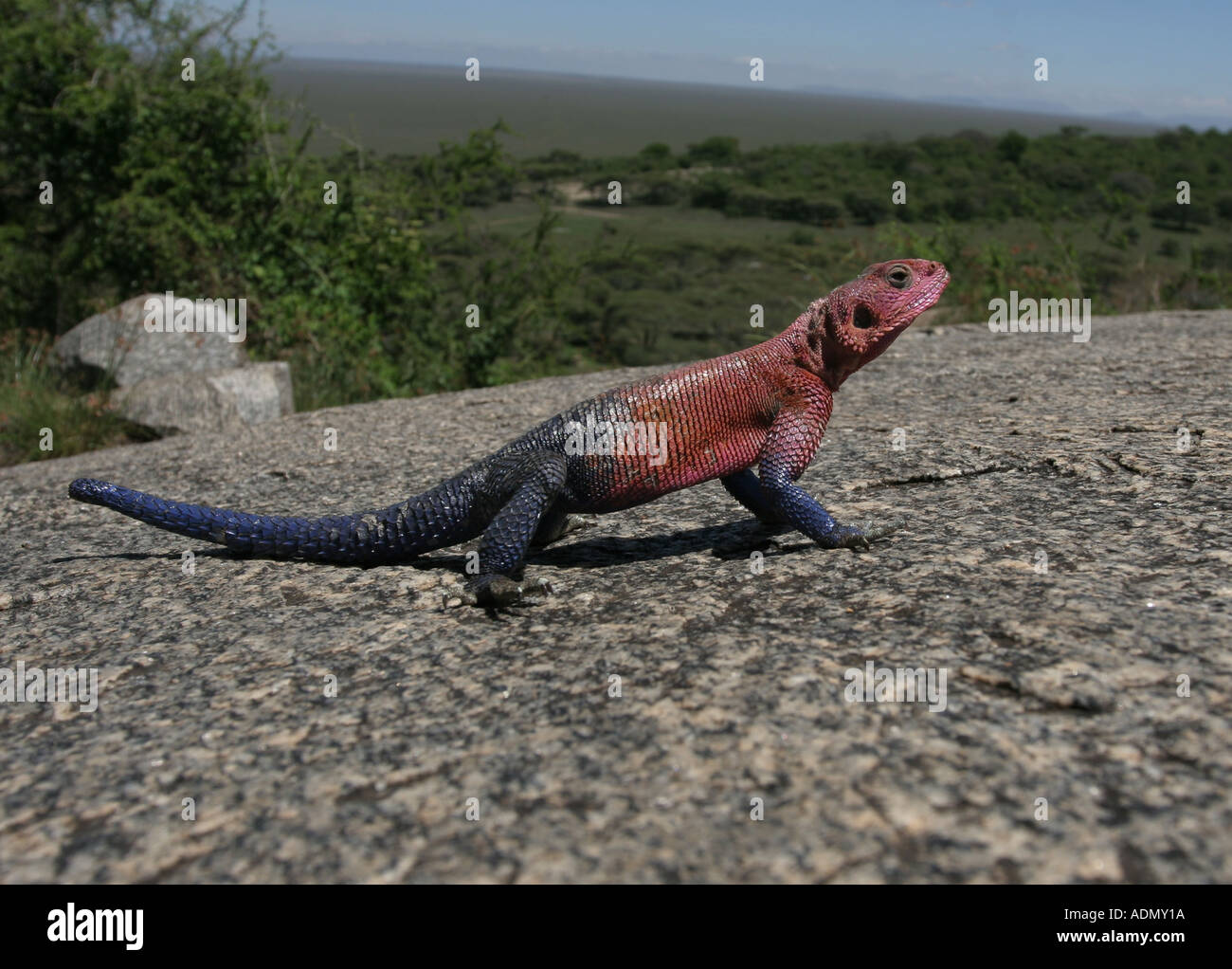 Agama Eidechse Tansania serengeti Stockfoto