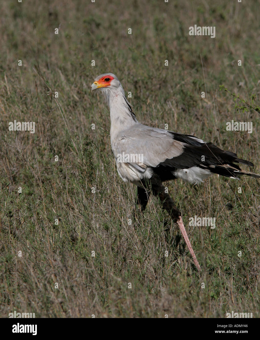 Sekretärin-Vogel Tansania serengeti Stockfoto