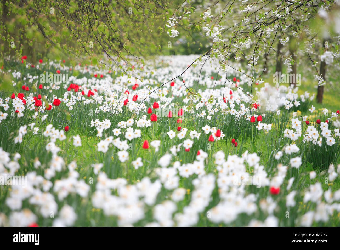 "Cambridge Rücken" im Frühjahr, Narzissen und Tulpen und Spring Blossom. Stockfoto