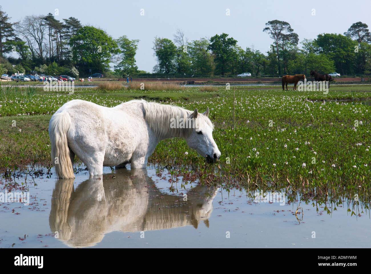 White New Forest Pony, Beil Teich, New Forest Stockfoto